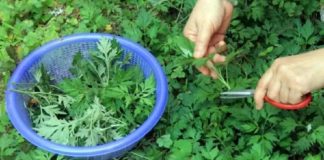 Ngải cứu không chỉ là rau mà còn là thuốc: 4 cách dùng ngải cứu tốt cho sức khỏe