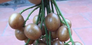 Loại quả giá vài nghìn đồng đang vào màu được ví như nhân sâm của người nghèo, tốt như tiên dược
