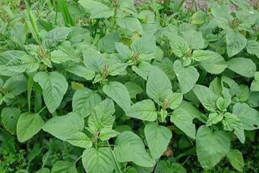 Tác dụng tuyệt vời của rau dền: