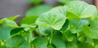 Rau má – rau dại mộc mạc mà “quý như vàng” giúp thanh nhiệt, dưỡng gan, giải nhiệt ngày hè