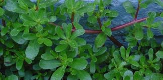 3 loại rau bổ hơn thịt, rẻ hơn thuốc, chợ bán chỉ 5 nghìn/ bó