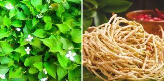 Rễ cây diếp cá là ‘thuốc quý’ mang lại lợi ích tuyệt vời, nhiều người không biết nên đem bỏ đi