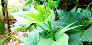 Loại rau trước thường cho lợn ăn nay thành món ăn đồng quê tốt như thần dược, bổ hơn nhân sâm tổ yến