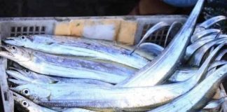 6 loại cá biển quý hiếm không nuôi được nhân tạo, thịt ngon hiếm có khiến dân sành ăn săn lùng