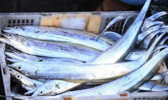 Cá hố, còn gọi là cá thu đao, là loài cá di cư đặc trưng của biển sâu.