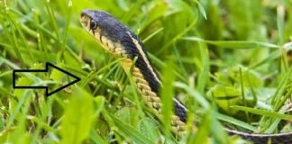 Rắn sợ hai loại hoa này số một trên đời, nếu bạn để vài bông trong nhà, chẳng rắn nào dám bén mảng