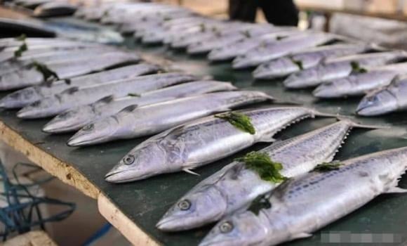 Người xưa có câu: “Núi có chim đa đa, biển có cá thu”, và cá thu được nhắc đến chính là cá thu Tây Ban Nha.