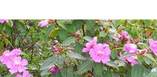 10 bài thuố c tiêu sưng, giảm đau từ cây mua