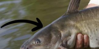 5 loại cá “ngậm” đầy thuỷ ngân, đi chợ thấy rẻ cũng đừng có ham