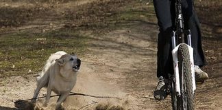 Mách bạn mẹo tự vệ khi gặp chó dữ, chó thả rông. Lưu lại ngay để luôn an toàn