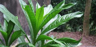 Những công dụng của cây xương sông