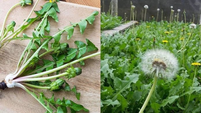 AEn0k_vyXQjDQGfXEX6Nm6OUdZUc0guq