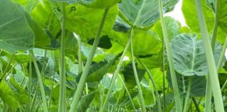 Cây Dọc mùng với những công dụng không ngờ trong Y học cổ truyền