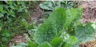 Cây mã đề có tác dụng thế nào đối với sức khỏe?