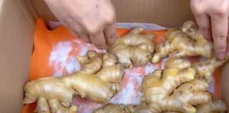 Gừng mua về để vài hôm là héo, làm theo cách này để gừng để lâu vẫn tươi