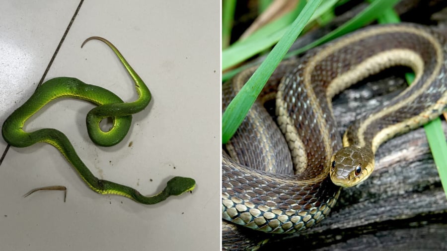 Bột hùng hoàng là 