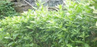 May mắn gặp loài cây này thì đừng vội chặt đi, hàng nghìn người sống lại với 7 bài thuốc từ lá của nó