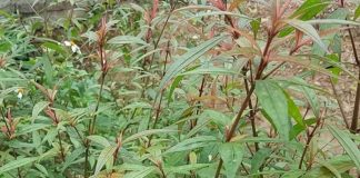 Top 5 loại lá cây chữa đau thượng vị hiệu quả nhất