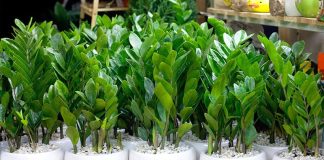 Trồng cây kim tiền đừng tưới nước lã, thêm 2 thứ này để chồi non lên ầm ầm, ra hoa gọi lộc về nhà