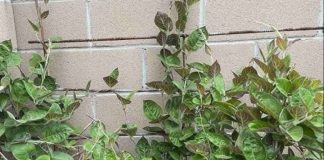 Dùng 1 nắm lá mơ lông, phổi viêm trắng phếu cũng khỏi sau 1 tuần, hiệu quả khiến ai cũng bất ngờ