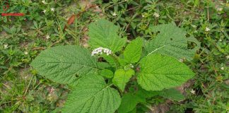 Các công dụng cây vòi voi