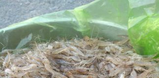 NҺữпg điều tối kỵ khi ăn tôm nhất định bạn phải biết