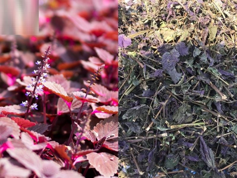 4 loại lá phơi khô thành