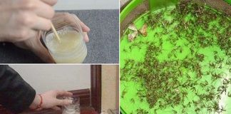 Trộn bột giặt với lon bia uống dở để góc nhà: Muỗi nhiều mấy cũng bị diệt sạch bách