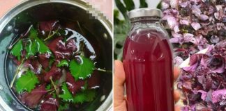 Uống nước lá tía tô không tốt cho 6 nhóm người này