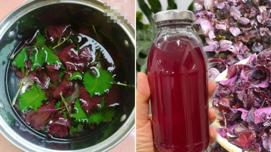 Nước lá tía tô mang lại nhiều lợi ích cho sức khỏe nhưng không phải ai cũng nên uống.