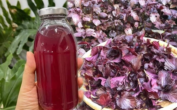 3 người này uống lá tía tô tốt hơn thuốc bổ, khỏe lên từng ngày