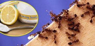 Vài cách đơn giản khiến ɾᴜồi, mᴜỗi, gián, chᴜột phải chạy ɾa khỏi nhà ‘tức tốc’