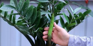 Cây kim tiền thích 4 thứ nước này, nửa tháng tưới 1 lần là chồi non đua nhau mọc