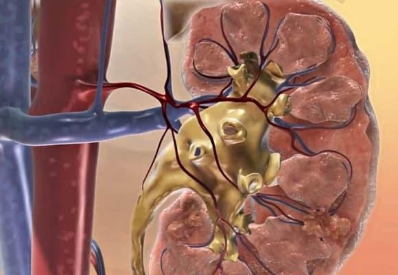 Theo Hiệp hội Tiết niệu Hoa Kỳ (AUA), bàng quang người trưởng thành có thể chứa 400–600 ml nước tiểu. Khi đầy, các thụ thể thần kinh sẽ gửi tín hiệu lên não để tạo cảm giác buồn tiểu. 