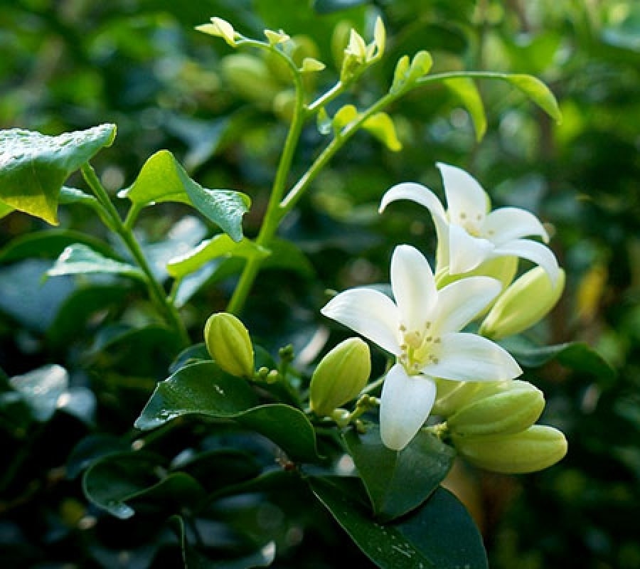 8 loại cây trấn nhà giữ của: Hít một hơi thấy khỏe, mở mắt đã thấy Thần Tài ghé thăm!- Ảnh 7.