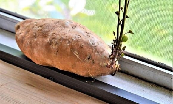 Nhiều người vẫn nghĩ chỉ khoai tây mọc mầm mới nguy hiểm, nhưng khoai lang nảy mầm cũng không nên ăn.