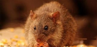 Chuột phá nhà? Trộn gạo với thứ này, chúng không dám bén mảng