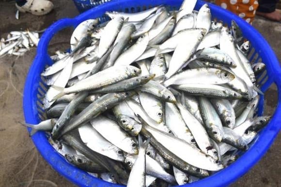 Trong bài viết trên Real Simple, chuyên gia dinh dưỡng Mỹ Kristen Carli đánh giá cá trích là một trong những lựa chọn lý tưởng để thêm vào chế độ ăn uống lành mạnh. 