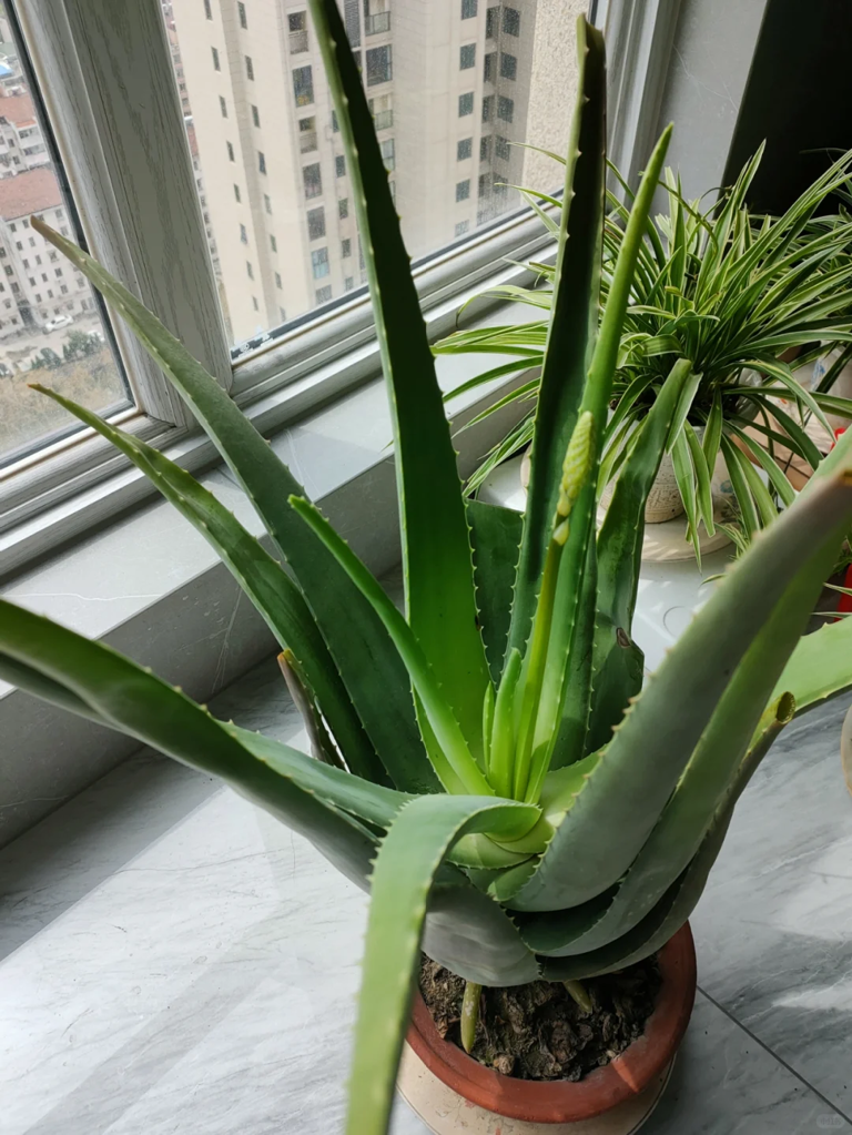 4 loại cây cảnh giúp ngủ ngon lại dễ trồng trong phòng ngủ- Ảnh 1.