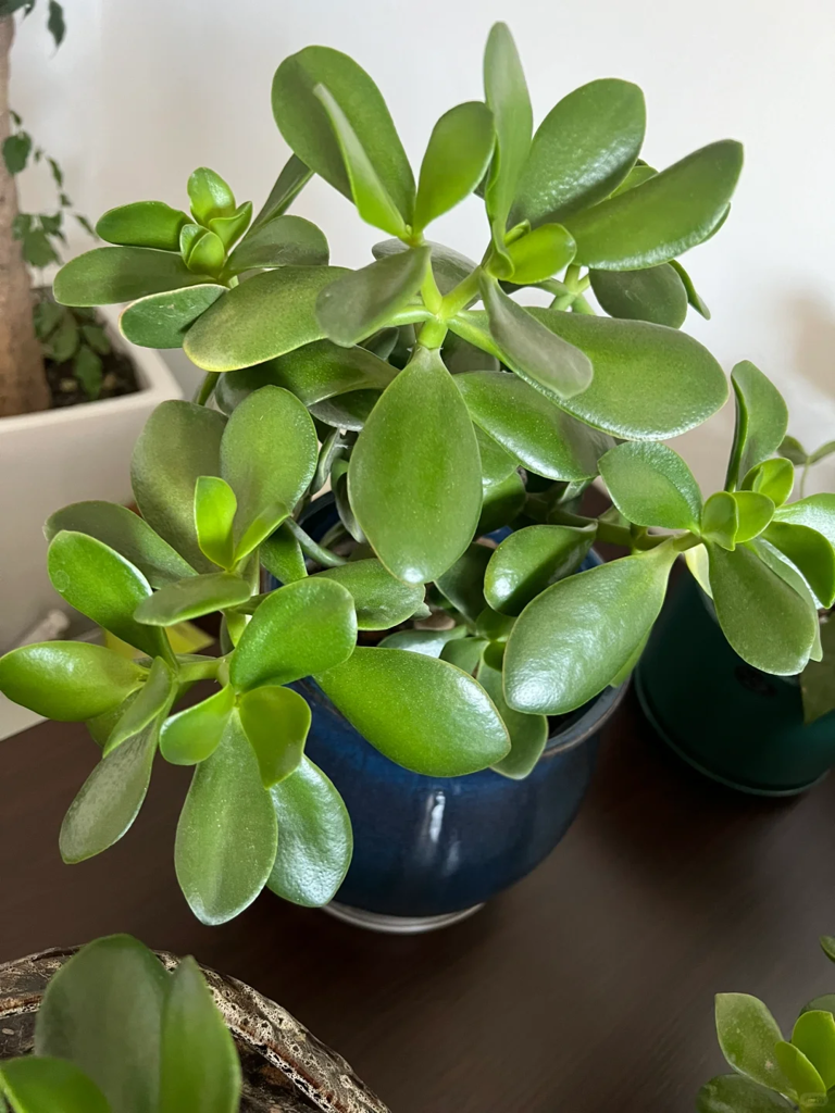 4 loại cây cảnh giúp ngủ ngon lại dễ trồng trong phòng ngủ- Ảnh 3.