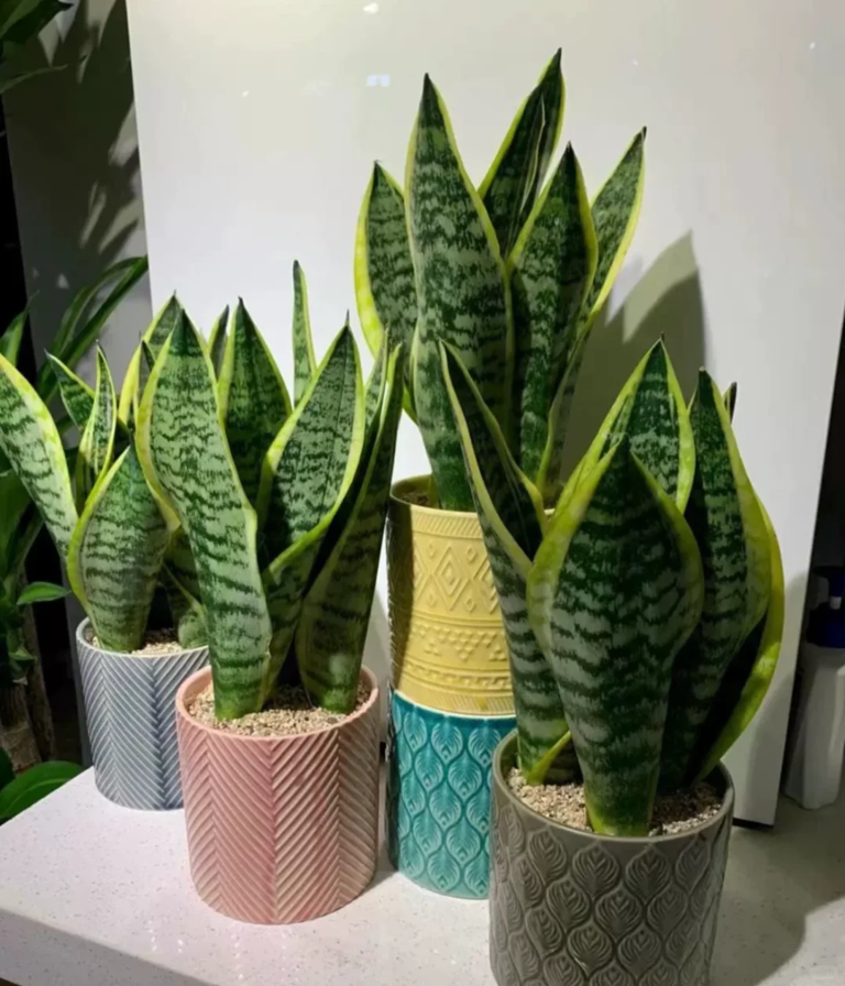 4 loại cây cảnh giúp ngủ ngon lại dễ trồng trong phòng ngủ- Ảnh 4.