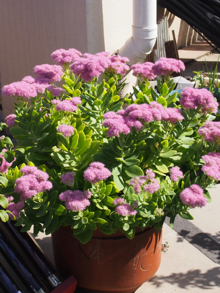 4 loại cây cảnh giúp ngủ ngon lại dễ trồng trong phòng ngủ- Ảnh 2.