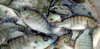 Thực hư thông tin ăn cá rô phi gây độc hại cho cơ thể, chuyên gia lên tiếng
