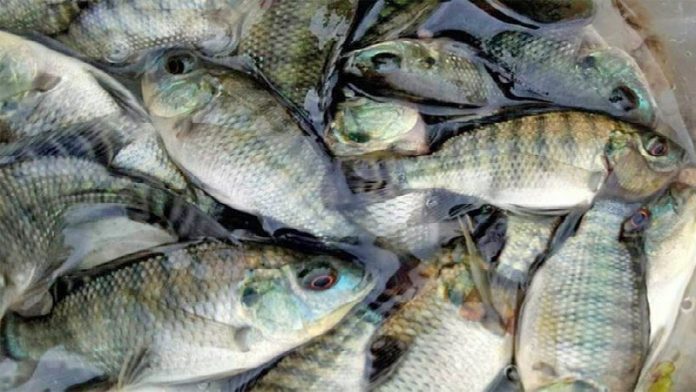 ca-ro-phi-nguon-goc-dinh-duong-v