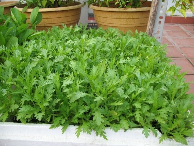 Loại rau rắc hạt 10 ngày là được ăn, dưỡng tim - bổ phổi