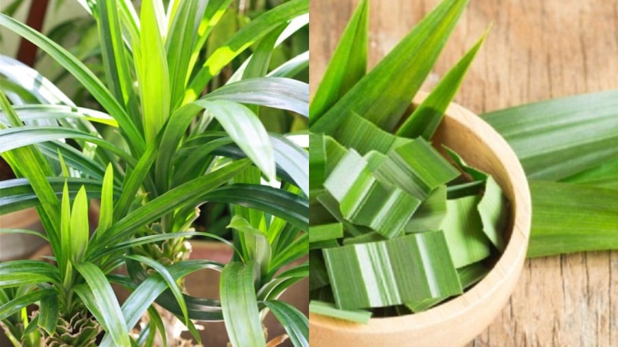 Lá dứa không chỉ để tạo mùi và màu cho món ăn mà còn có những công dụng tuyệt vời với sức khỏe