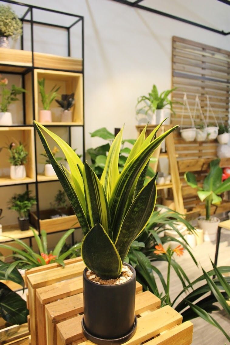 Dùng lá lưỡi hổ có thể hỗ trợ trị viêm xoang, ho