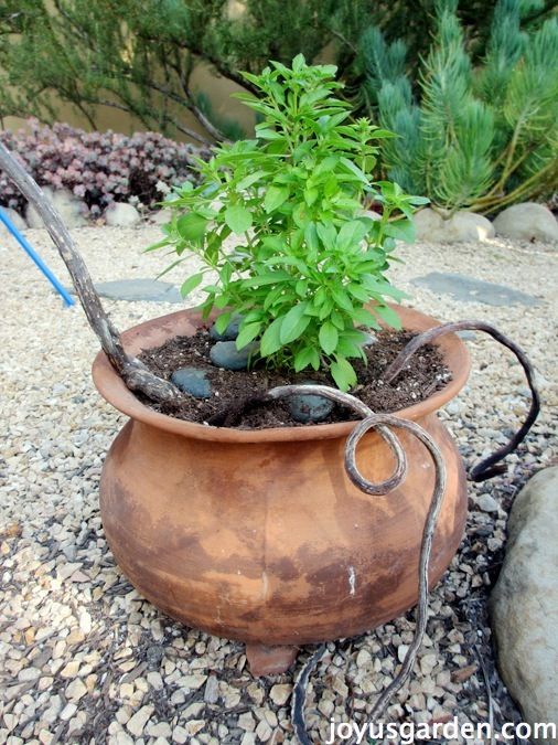 Chậu cây húng quế còn mang ý nghĩa phong thủy