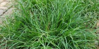 Top 5 loại cây quen thuộc dùng chữa cảm sốt, người dân dễ dàng tìm thấy ở vườn nhà hoặc ngoài chợ