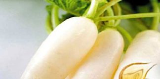 6 Cách chữa ho, khản tiếng bằng Củ Cải đơn giản lại dễ áp dụng